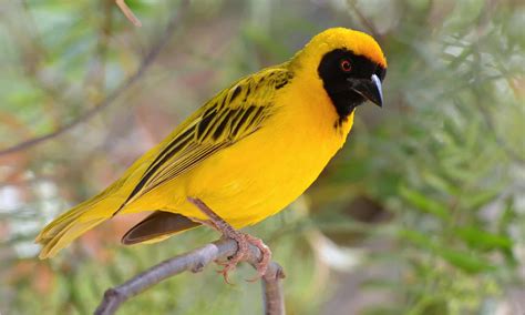  The Weaver Bird Unveils Ancient Lessons on Community and Resilience!